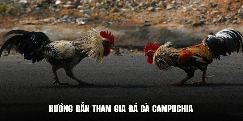 Thao tác trong quy trình tham gia xem và các cược đá gà Campuchia