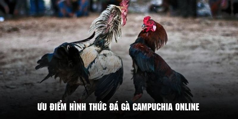 Lợi thế của hình thức đá gà Campuchia thu hút khách hàng